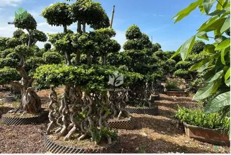 Banyan Aerial Roots: How They Grow, Function, and Support the Tree Banyan Aerial Roots